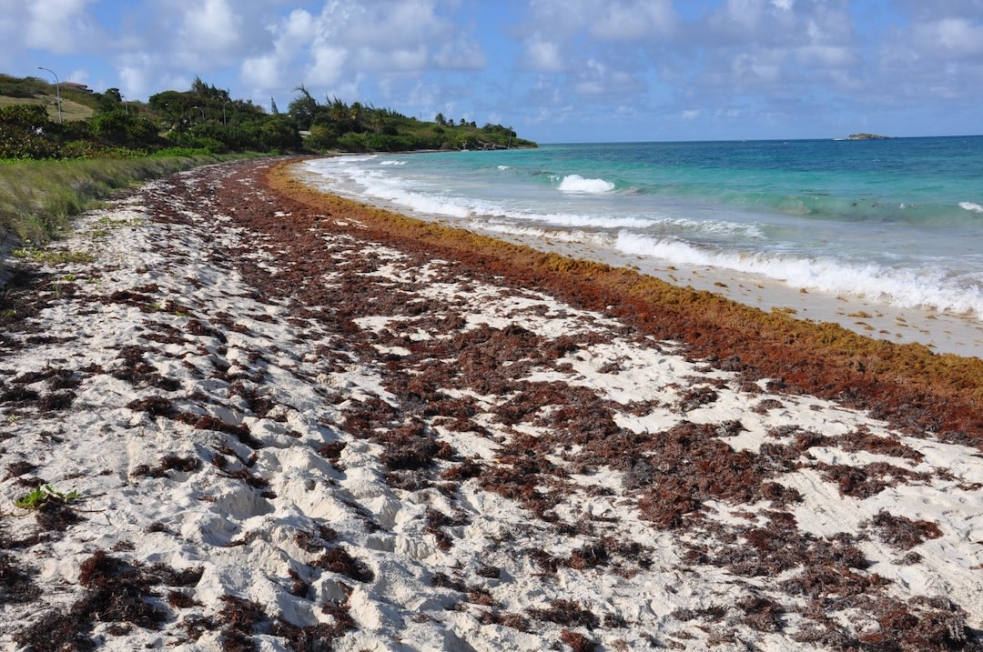 Playa llena de sargazo